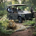 Safari Trips and Tours: Your Adventurous Vacation Ideas