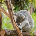 Everything You Need to Know About Zoo Deals and Discounts