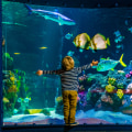 Exploring Aquarium Attractions and Activities