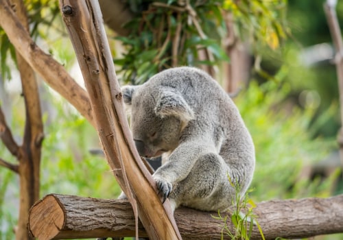 Everything You Need to Know About Zoo Deals and Discounts