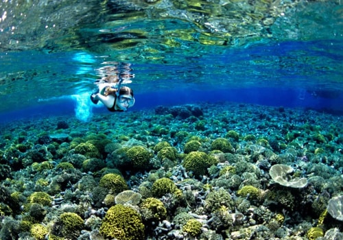 Exploring Snorkeling Trips and Tours