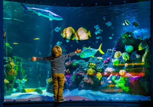 Exploring Aquarium Attractions and Activities